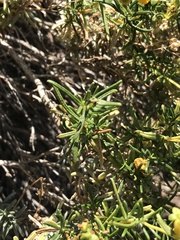 Calceolaria hypericina
