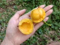 Garcinia xanthochymus
