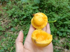 Garcinia xanthochymus