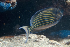 Acanthurus lineatus