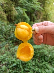 Garcinia xanthochymus