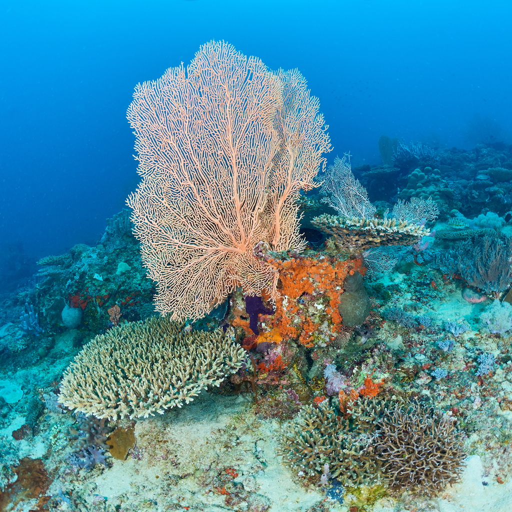 Photo of Giant fan gorgonian (Subergorgia mollis)