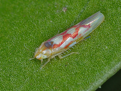 Zygina flammigera