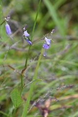 Adenophora triphylla