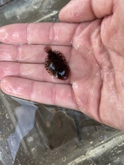 Trinectes maculatus