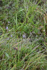 Adenophora triphylla