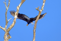 Cathartes melambrotus