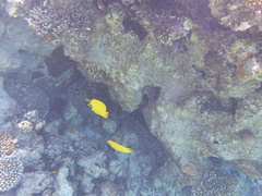 Chaetodon semilarvatus