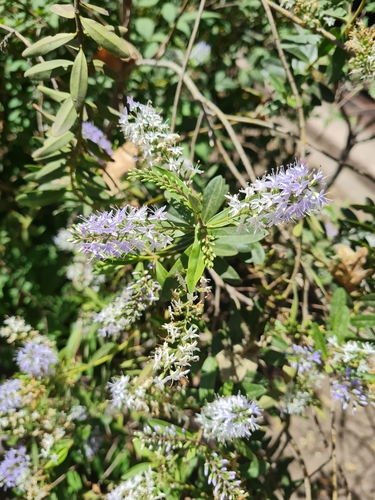 Anderson's Hebe (Veronica ×)