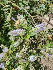 Veronica × andersonii