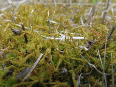 Triquetrella papillata