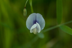 Lathyrus berteroanus