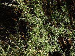 Atamisquea emarginata