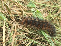 Hypercompe trinitatis