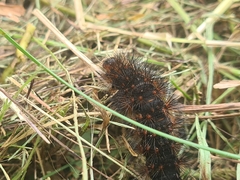 Hypercompe trinitatis