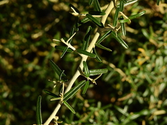 Atamisquea emarginata