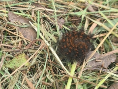 Hypercompe trinitatis