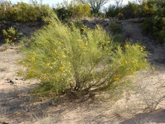 Senna aphylla