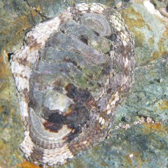 Sypharochiton pelliserpentis