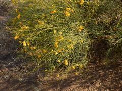 Senna aphylla