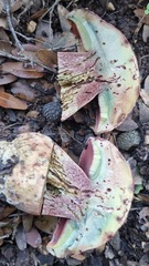 Rubroboletus lupinus