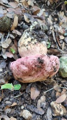 Rubroboletus lupinus