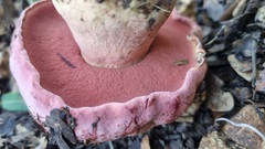 Rubroboletus lupinus