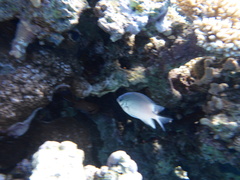 Amblyglyphidodon indicus