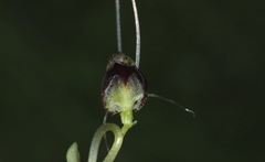 Corybas trilobus
