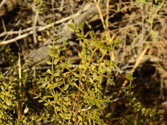 Larrea cuneifolia