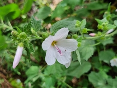 Pavonia columella
