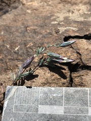 Chaetanthera linearis