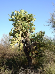 Opuntia quimilo