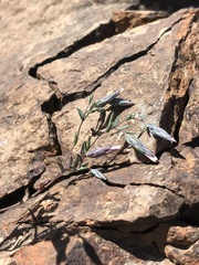 Chaetanthera linearis