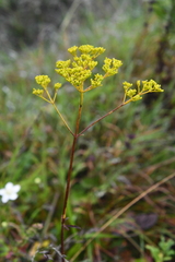 Patrinia scabiosifolia