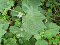 Pavonia columella
