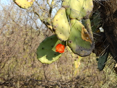 Opuntia quimilo
