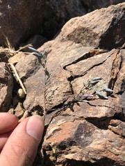 Chaetanthera linearis