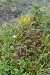 Patrinia scabiosifolia