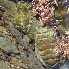 Sypharochiton pelliserpentis