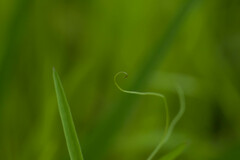 Lathyrus berteroanus