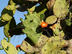 Opuntia quimilo