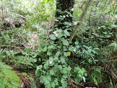 Pavonia columella