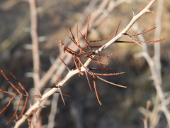 Mimozyganthus carinatus