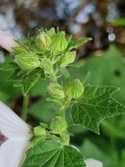 Pavonia columella