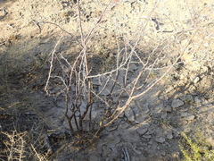 Mimozyganthus carinatus