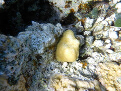 Goniastrea stelligera