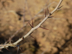 Mimozyganthus carinatus