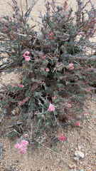 Eriogonum fasciculatum