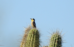 Melanerpes cactorum
